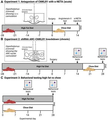 The Chemerin-CMKLR1 Axis is Functionally important for Central Regulation of Energy Homeostasis